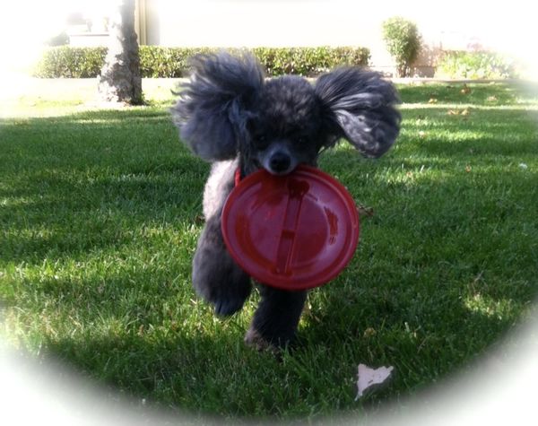 My Frisbee Queen...