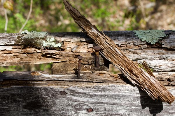Rusty old nails on bridge railing-Nature's creatio...