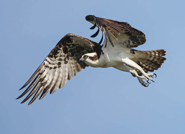 Osprey in Flight...