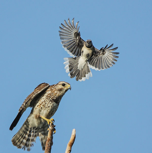 Blue Jay attacking hawk-birders, help me out here....