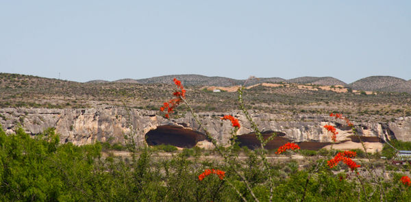 Caves in Mexico with blooming ocotillo in foregrou...