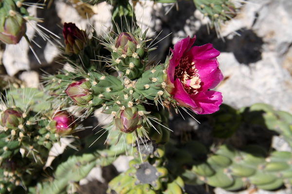 Cholla in bloom...