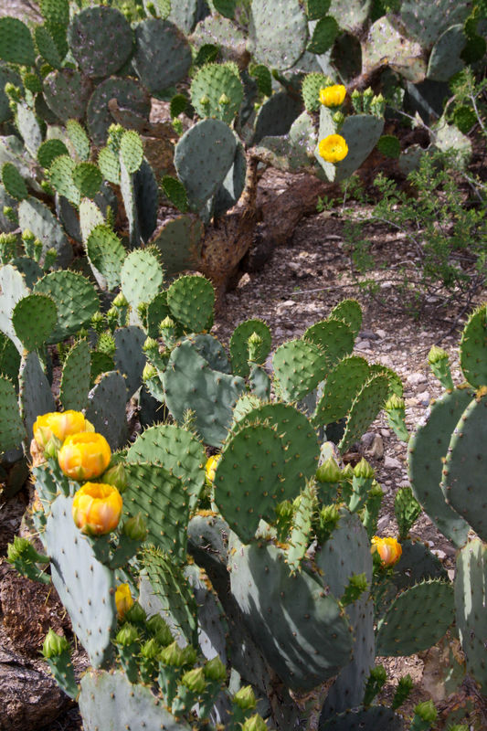 Prickly Pear in bloom...