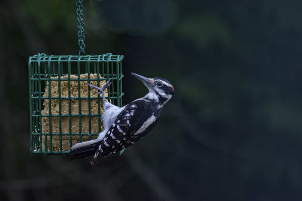 Beileved to be a femail hairy woodpecker...