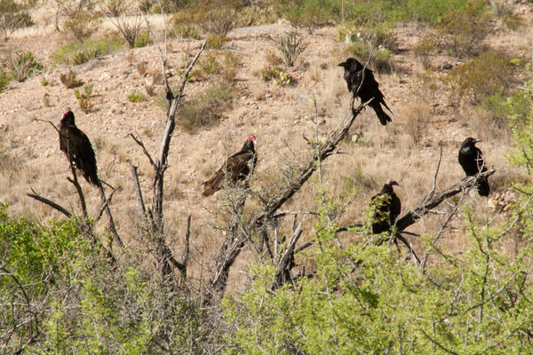 Vultures and Ravens in the same tree - very unusua...