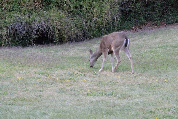 Mule deer grazing my lawn...