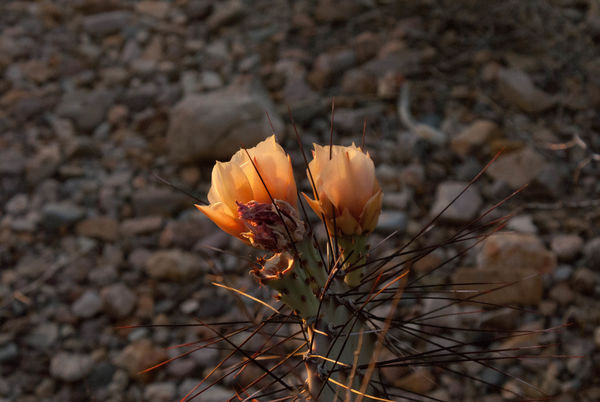 Cactus flowers in the setting sun...