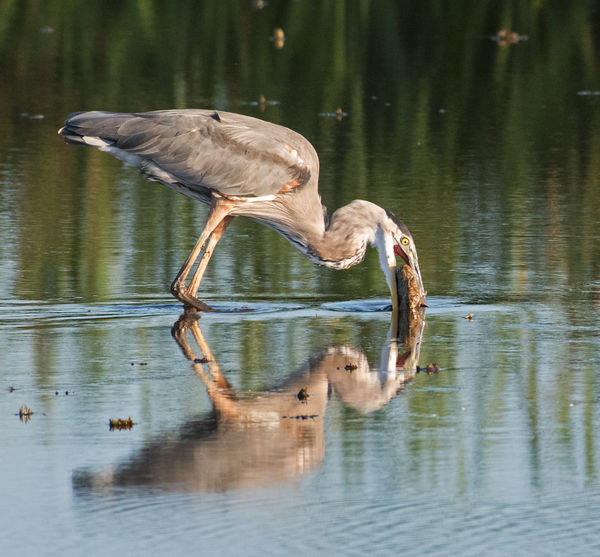 A Great Blue Heron with a nice catch...