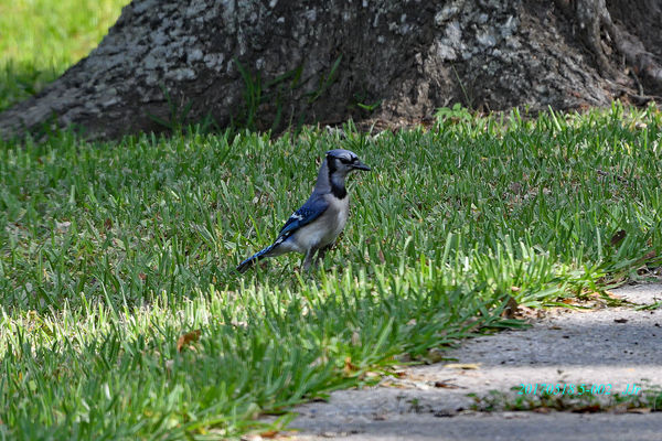 Blue jay with snack...