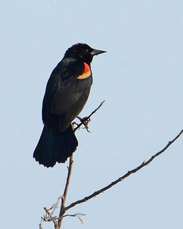 Red-Winged Black Bird...