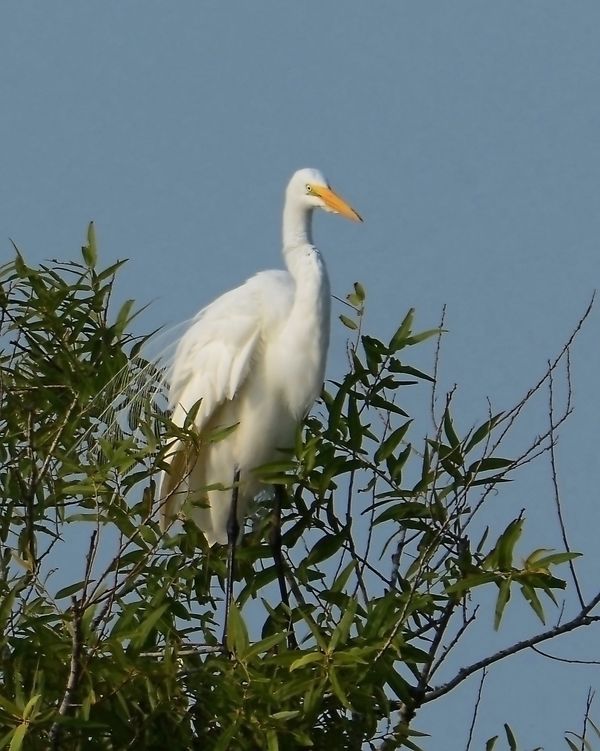 Great Egret (Breeding Plummage)...