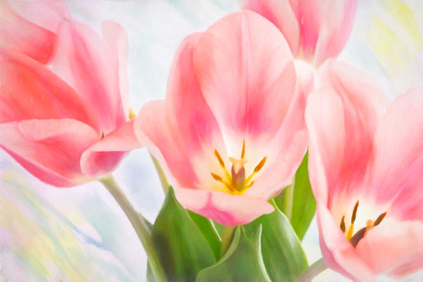 Oil painting Tulips...