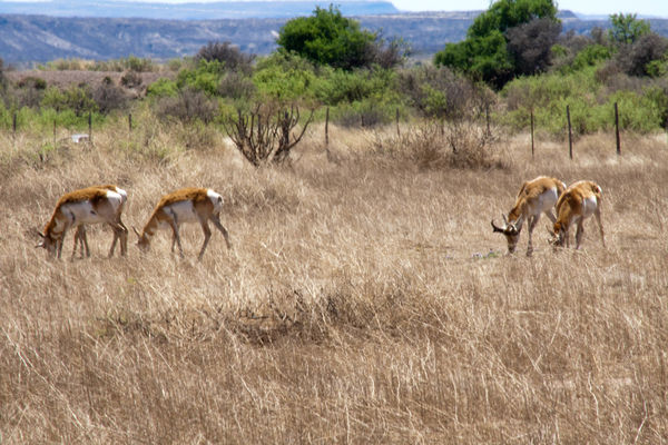 Pronghorn Antelope...