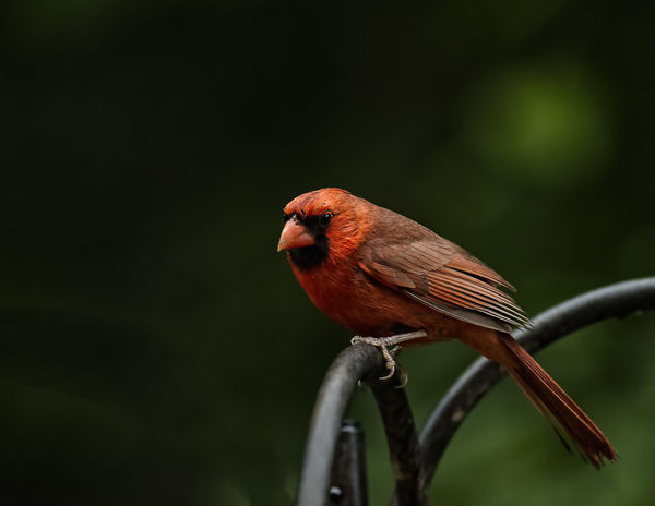 Cardinals are enjoyable to photograph....