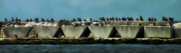 cormorants perch along this breakwall....