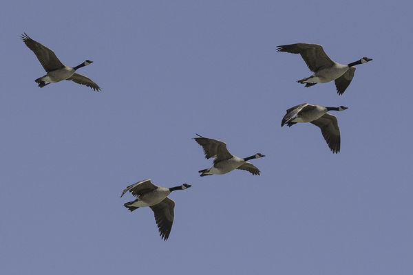 Geese @320mm 1/4000 sec @f/8.0 ISO 720...