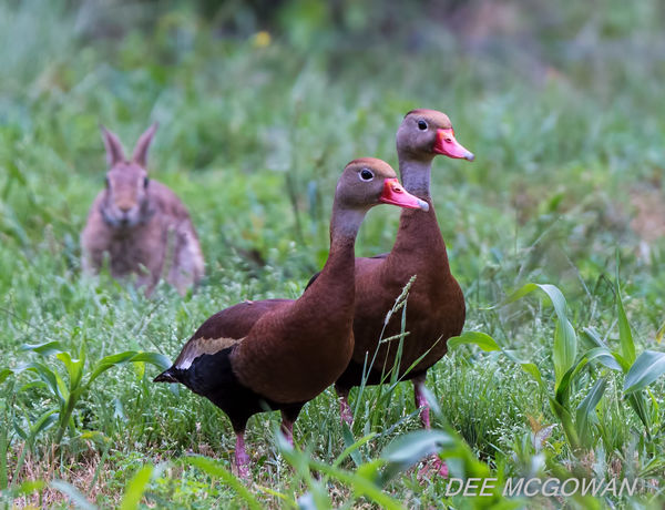 Whistling Duck...