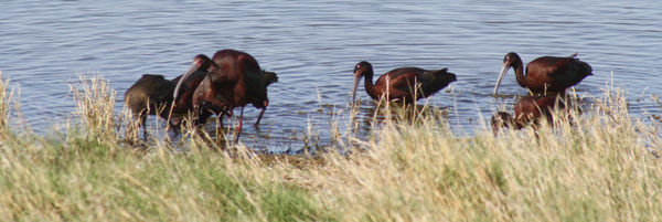 White Faced Ibis - the white faces develop during ...