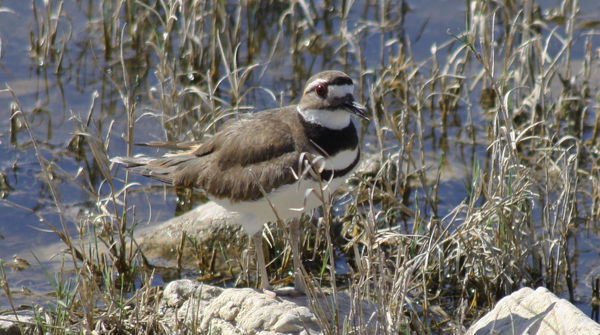 Semipalmated Plover...