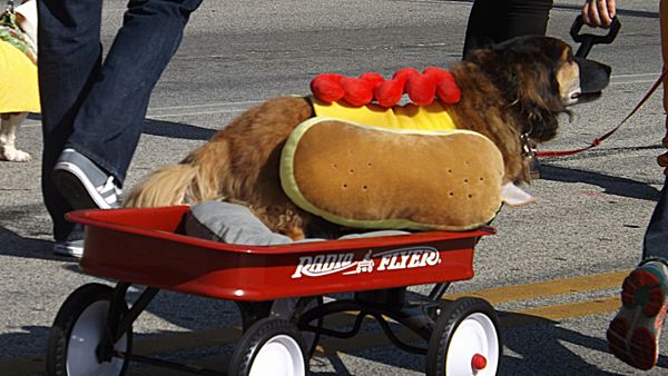 Lakewood's annual Spooky Pooch Parade...