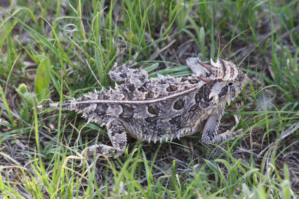 Horned Toad or Lizard...