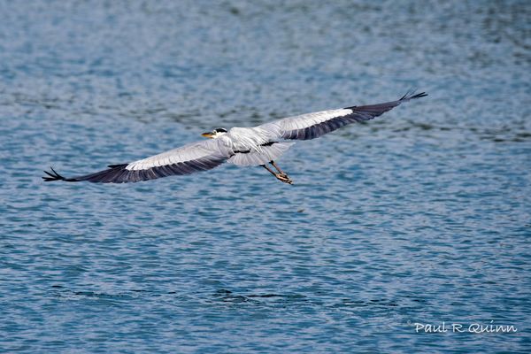 Blue Heron mid flight...