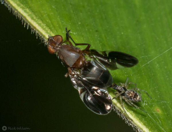 Fly is picture winged fly (Delphinia picta) (Fabri...