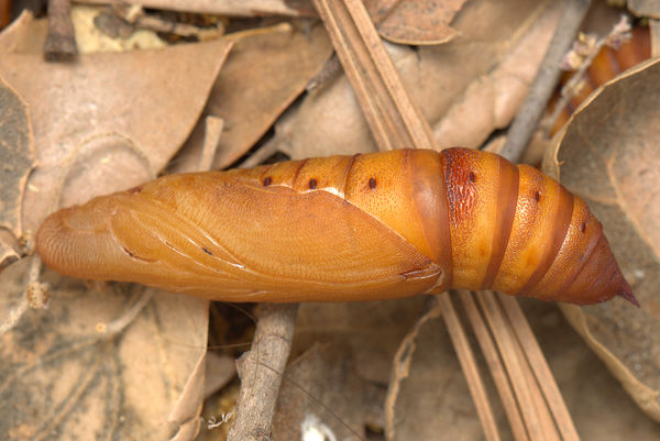 2-inch long chrysalis...
