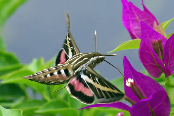 Nectaring male White-Lined Sphinx moth...