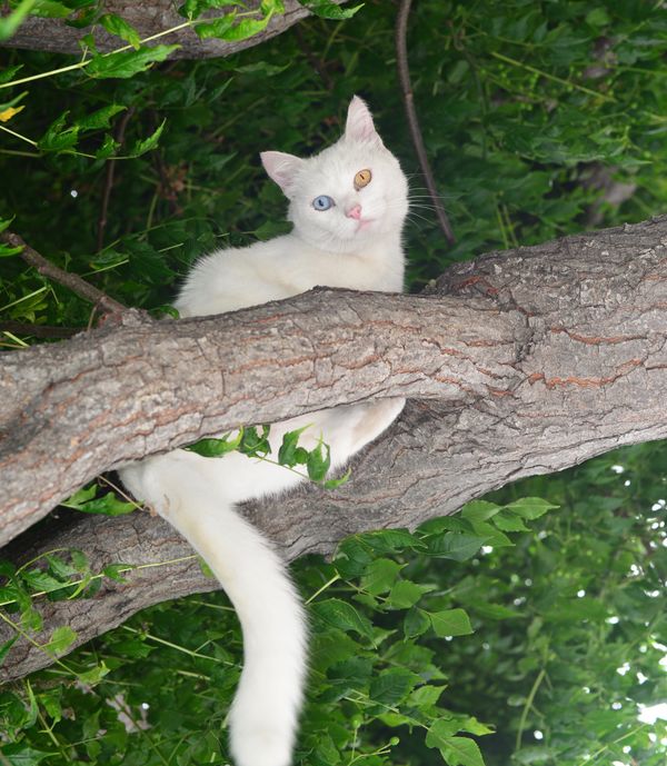 At first the cat took to the trees...