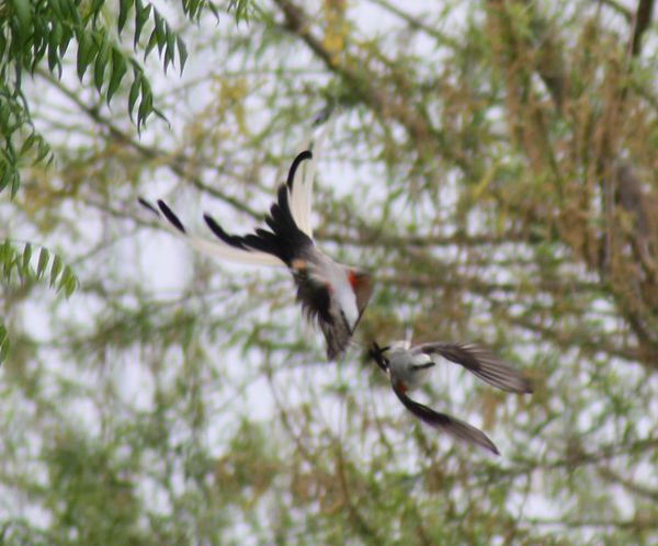 Scissor-Tailed Flycatcher battle in the trees...