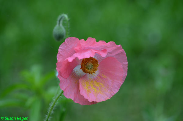 Poppy Flower...