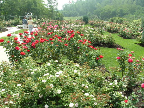 Pathways thru the Rose Gardens at Lauridison Garde...