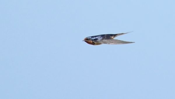 Barn Swallow...