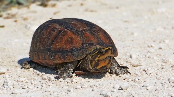 Florida Mud Turtle...