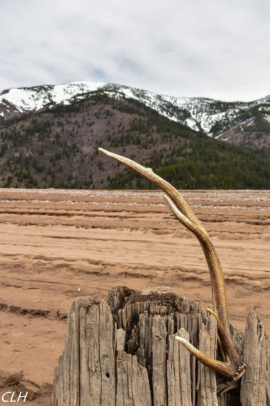 Weird place to find an elk shed!...