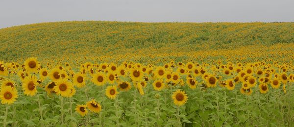 Sunflower farm near Madison...