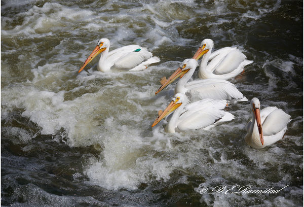 pelicans 2017...