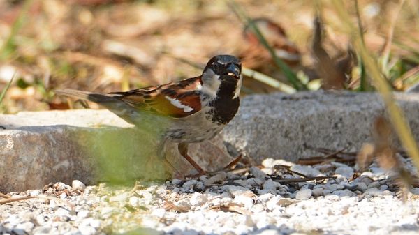 House Sparrow - Male - Breeding...