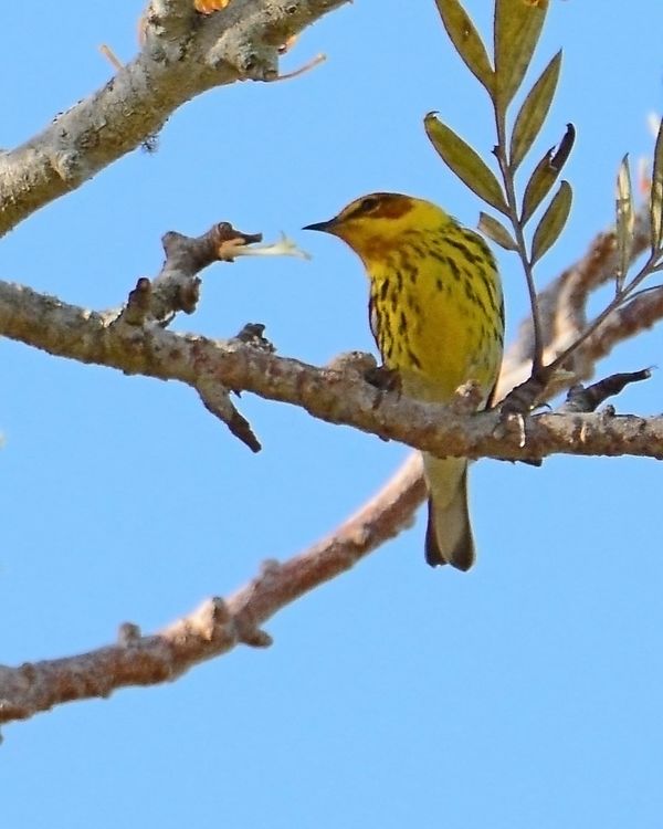 Cape May Warbler...