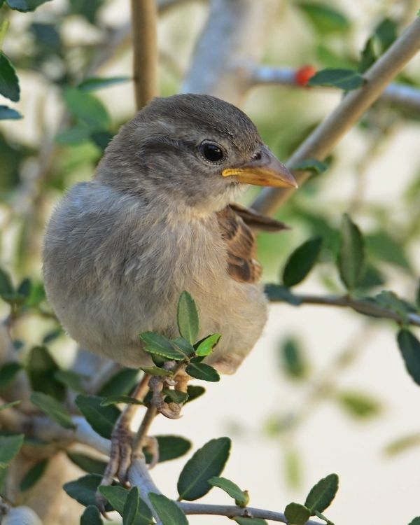 House Sparrow - Female...
