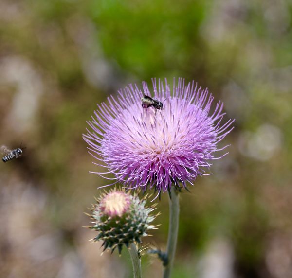 Thistle and Bees...