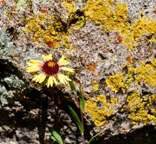 Yellow Flower Against Lichen Rock...