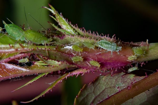 Prime aphid real estate...