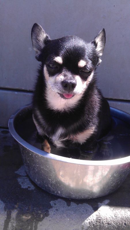 Pixel in water bowl at Doggie Daycare...