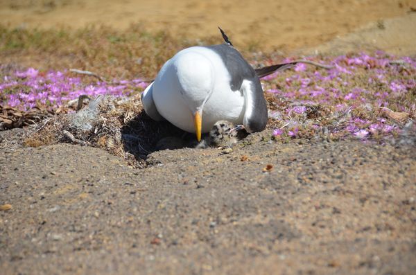 Gull on nest with chick...