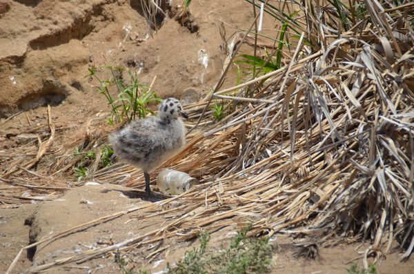 Another gull chick out of the nest...