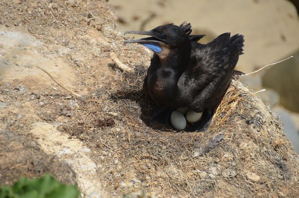 Cormorant on nest with eggs...