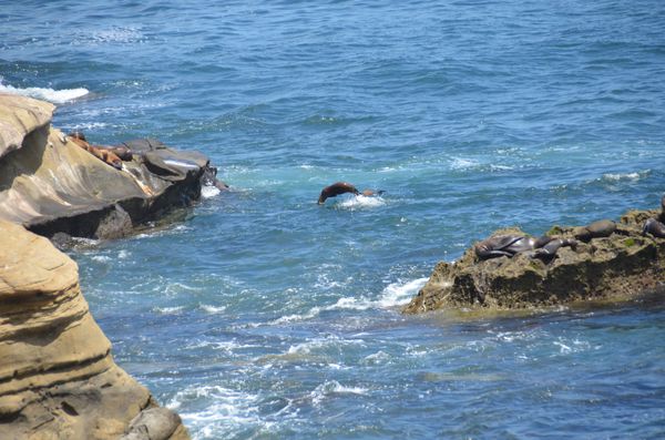Sea lion having fun in the water...