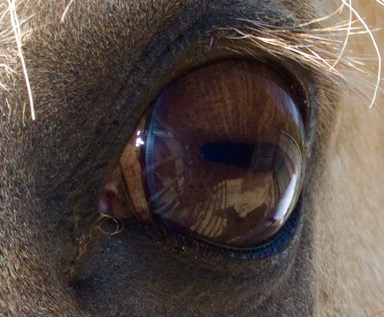 Though the horse's eye...